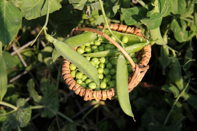 Planter des petits pois dans un petit jardin