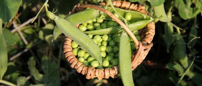 Planter des petits pois dans un petit jardin