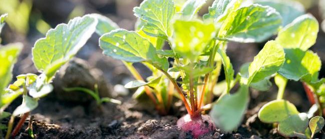 Planter des radis dans un petit jardin