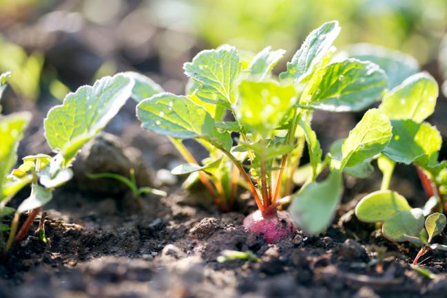 Planter des radis dans un petit jardin