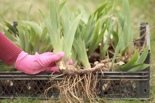 Préparer des rhizomes d'iris pour la division