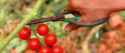 Planter des tomates cerises dans un petit jardin