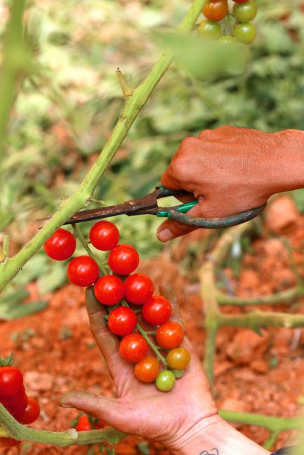 Planter des tomates cerises dans un petit jardin
