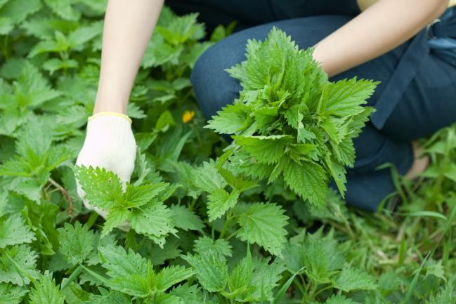 Planter et récolter des orties