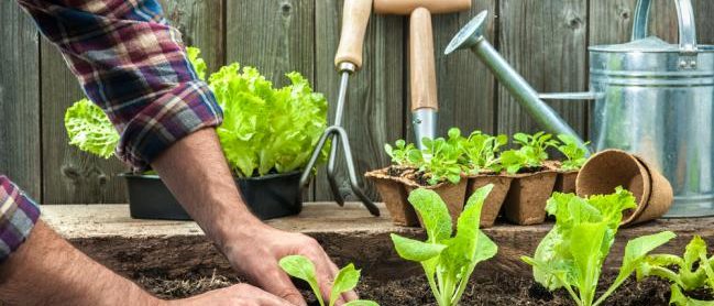 Planter la salade dans le jardin