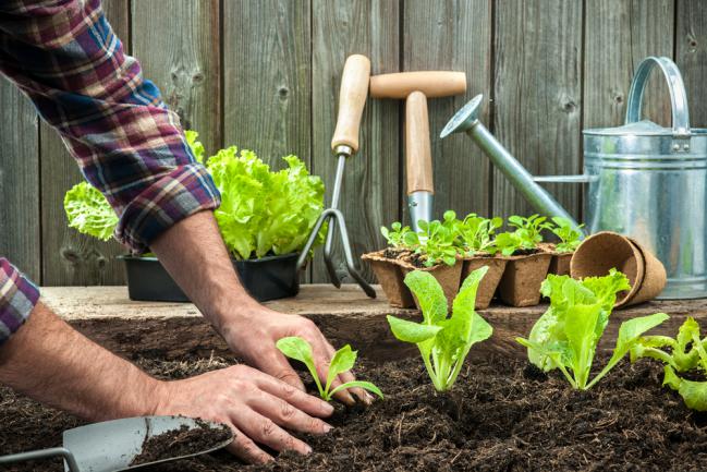 Planter la salade dans le jardin