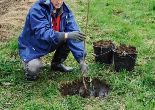 Planter un arbre fruitier dans un verger