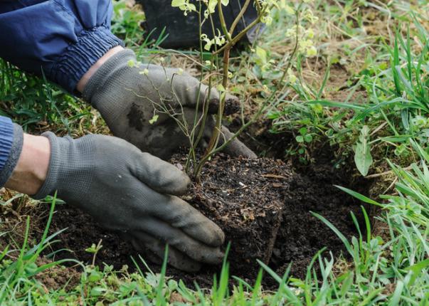 Planter un arbre fruitier