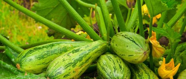 Planter une courgette dans un petit jardin