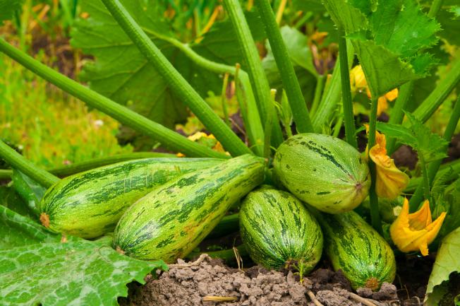 Planter une courgette dans un petit jardin