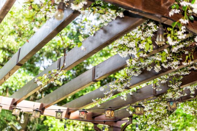 Plantes grimpant sur un patio en bois dans l’arrière-cour