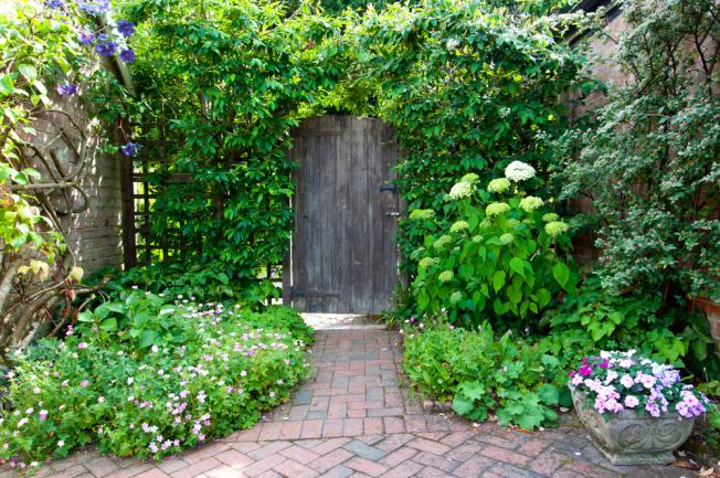 Plantes grimpantes a l’entrée du jardin