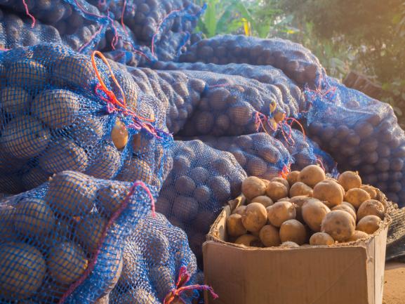 Pommes de terre conservées dans des filets