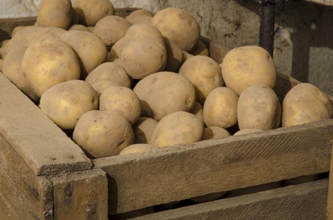 Pommes de terre conservées dans un caisson en bois