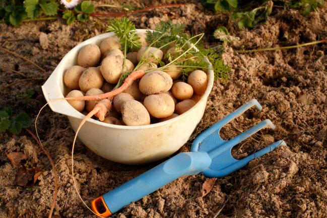 Pommes de terre fraîchement récoltées du jardin