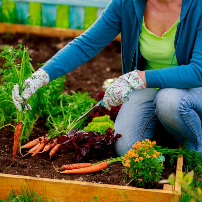 Premières pousses de carottes d'un petit jardin