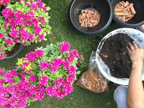 Préparation du sol pour la plantation de bougainvilliers