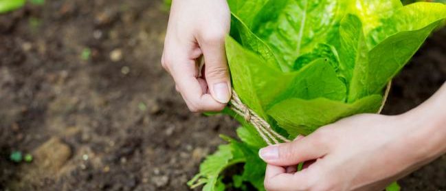 Protéger la salade avec une corde