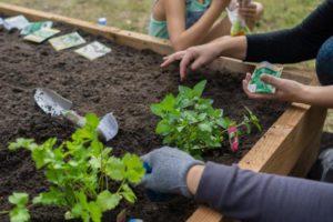 Quel legume planter dans un petit jardin