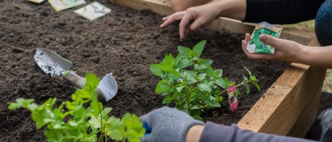 Quel legume planter dans un petit jardin