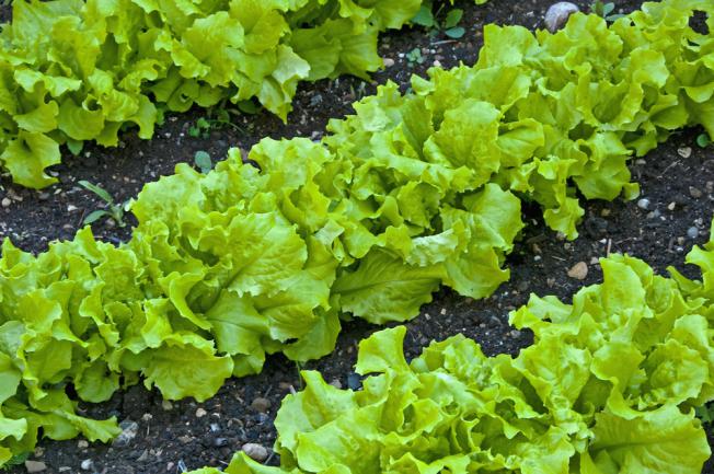 Rangées de salades dans le jardin