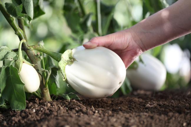 Récolte d'aubergine blanc