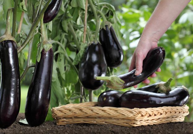 Récolte d'aubergine dans le jardin