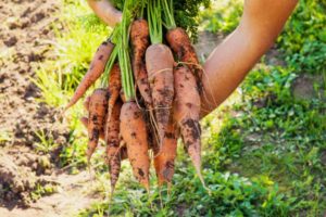 Récolter les carottes du jardin