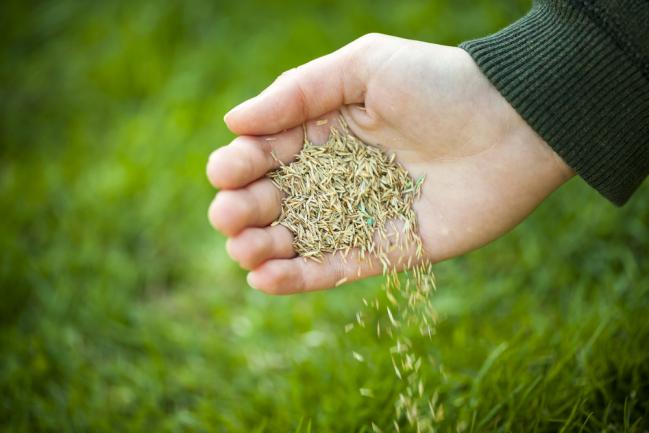 Regarnissage de la pelouse à l'aide de nouvelles semences d'herbe