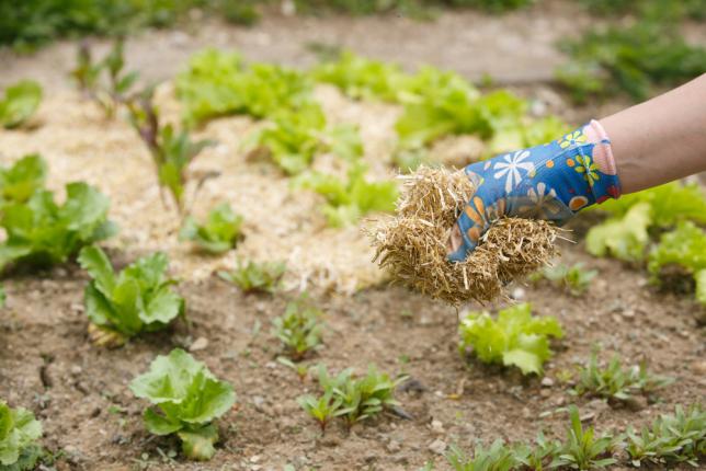 Répandre de la paille sur un potager en permaculture