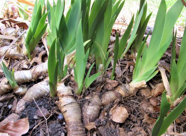 Rhizomes d'iris en saillie dans le jardin