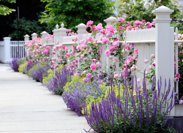 Roses grimpant sur une clôture en bois