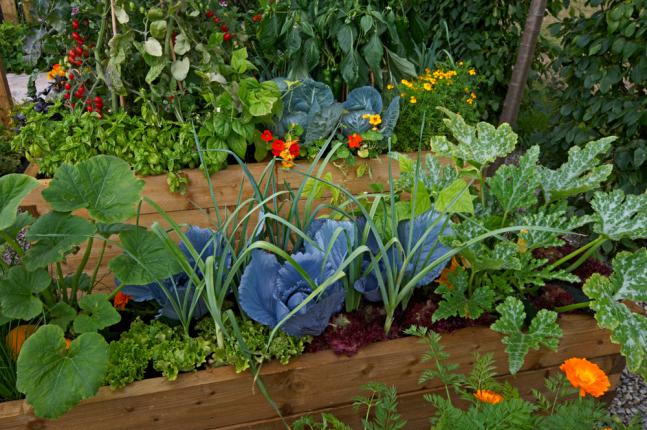 Sélection de légumes et de fleurs pour un jardin potager