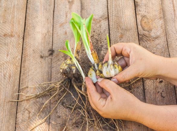 Comment diviser une plante à bulbe ? Nos conseils - Débroussaillez !