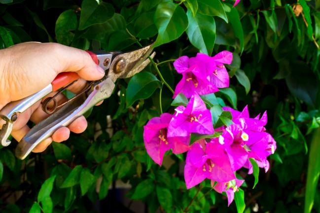 Taille d'un bougainvillier