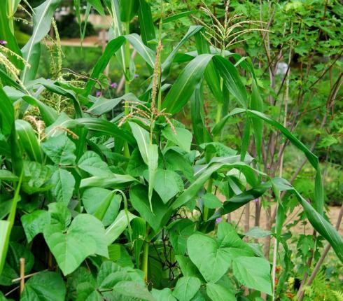 Association plantes potager pour améliorer le rendement