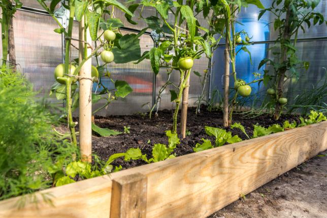 Tomates cultivées sous serre