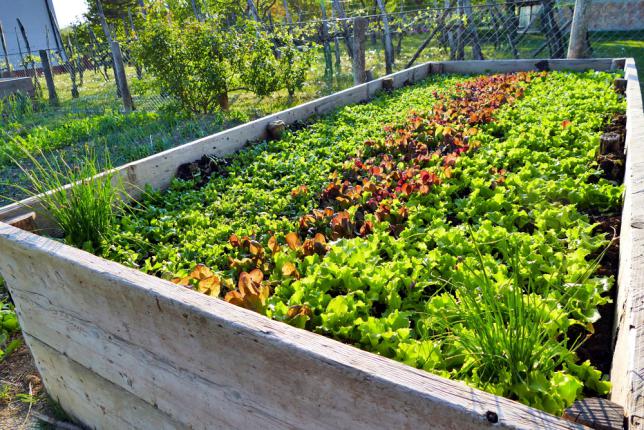 Trois rangées de salade cultivées en permaculture dans un carre potager