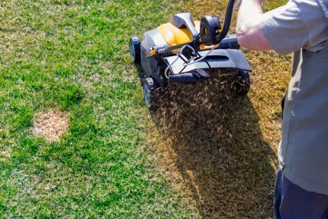 Utilisation d'un scarificateur pour aérer la pelouse