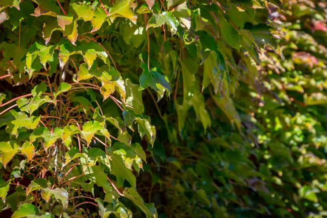 Vigne verte ou Parthenocissus tricuspidata