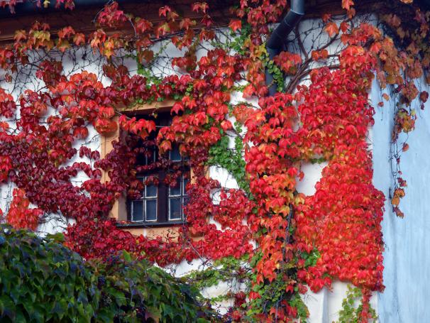 Vigne vierge rouge contre la façade de la maison