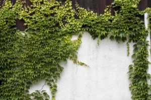 Vigne vierge verte longeant un mur de clôture