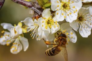 Abeille pollinisation