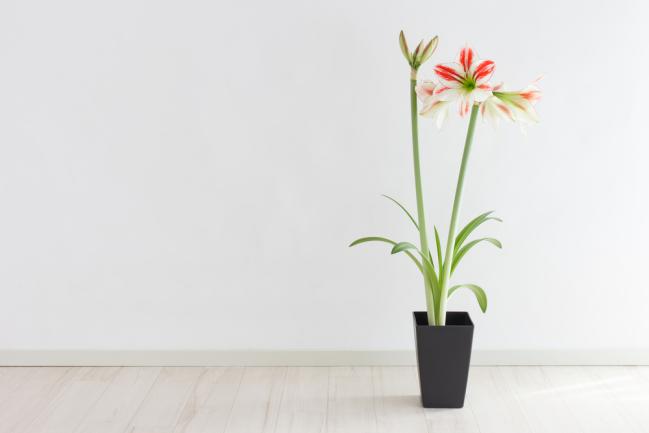 Amaryllis en pot