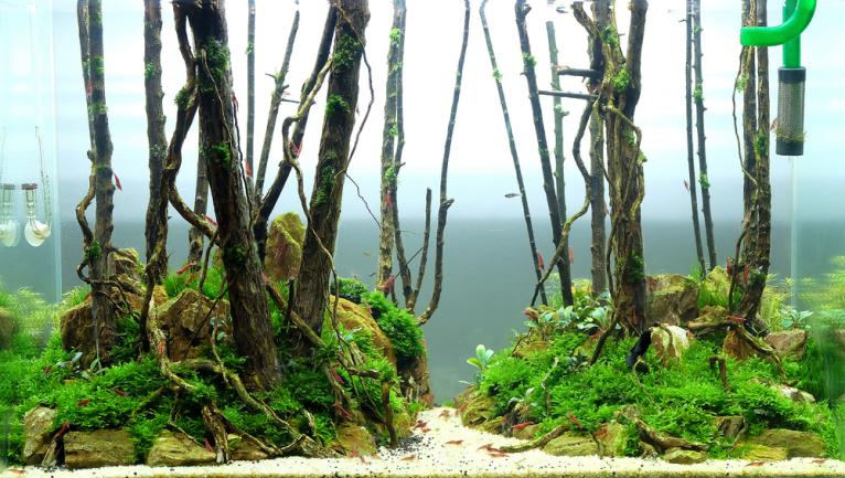 Aquascape forêt