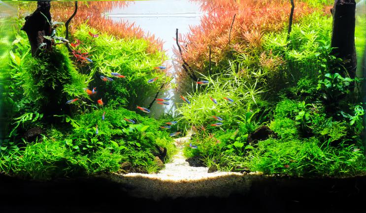 Aquascaping hollandais