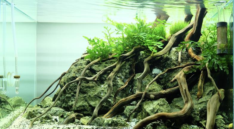 Aquascaping jungle racine