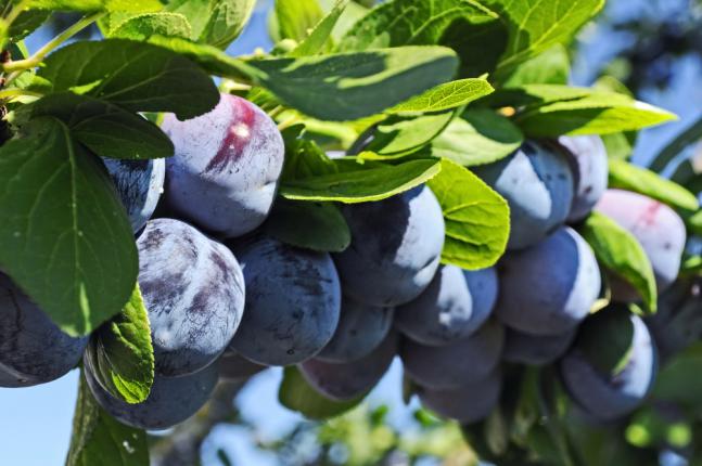 Arbre de prunes de quetsches