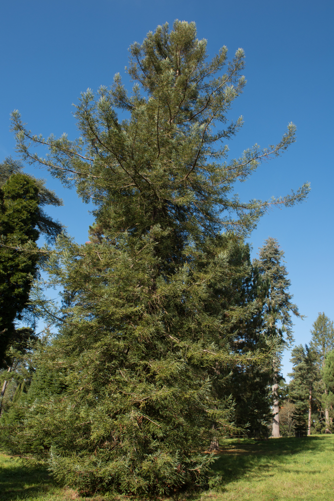 Arbre de séquoia