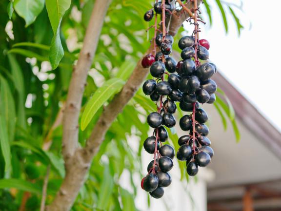 Arbuste de cassis dans le jardin